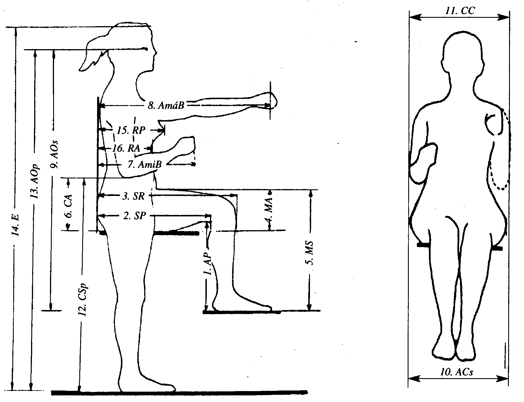 Diseño ergonómico y antropometría Asociación de Ergónomos C